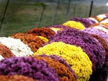 Chrysanthemo - To fyto tou Agiou Dimitriou S.jpg