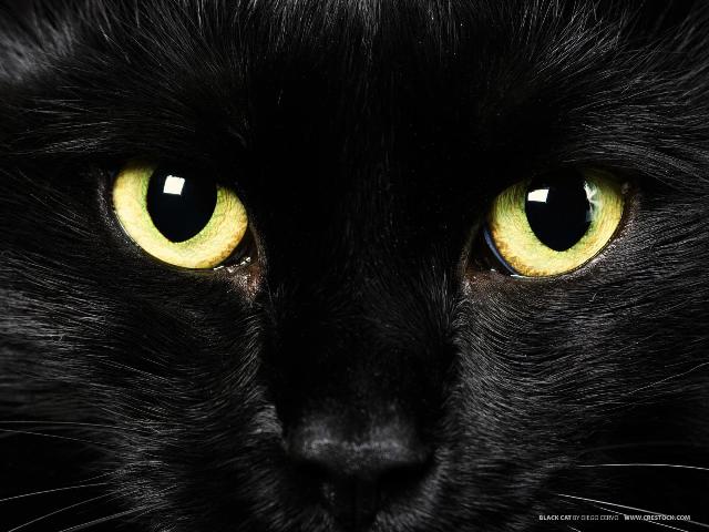 black cat.JPG