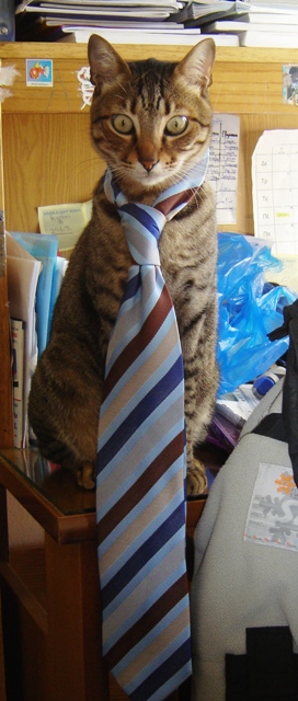 ο γάτος μας ο Αρης!!!