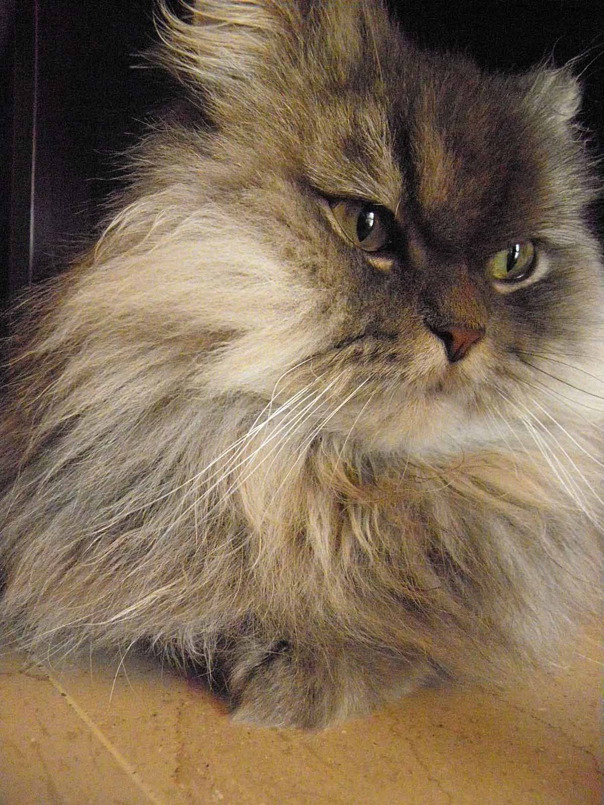 ΑΥΤΟΣ ΕΙΝΑΙ Ο ΝΤΙΚΗ Ο ΓΑΤΟΥΛΗΣ ΜΟΥ!