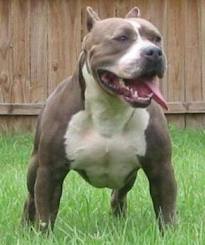 xaxaxa 073 pitbull.jpg