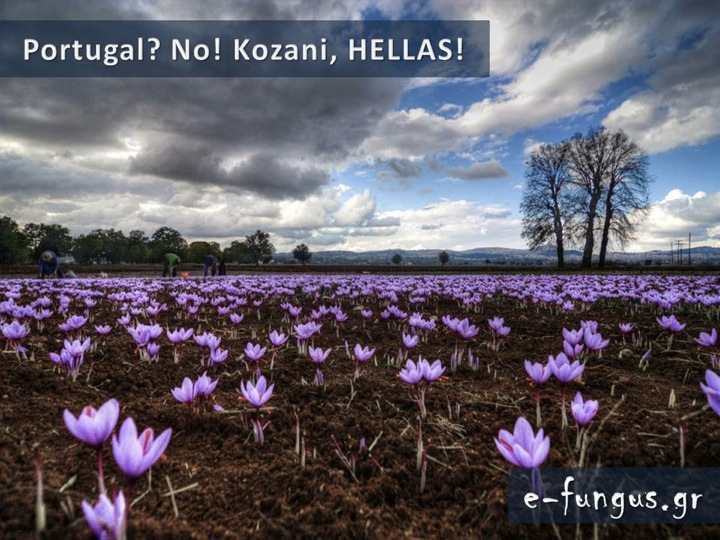 photo album 015 -a.jpg