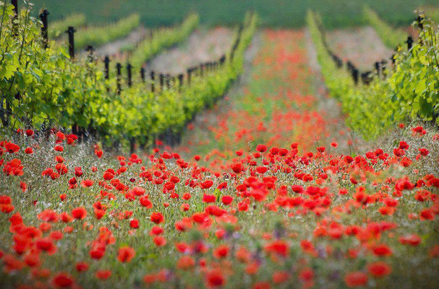field of poppies.jpg