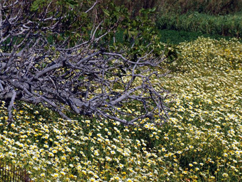Εικόνα 020.jpg