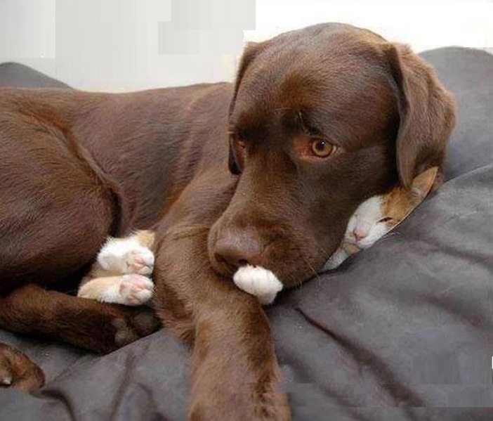 xaxaxa 060 poia gata.jpg