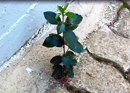 tree.jpg