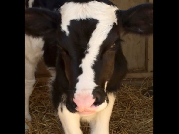 590_2f1796c6255f5efc9f5658d4ca1306e6 (1).png