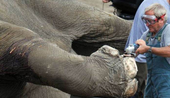 elephant pedicurist.jpg