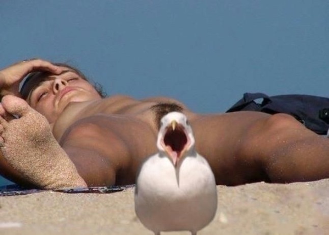 το πουλάκι ΤΣΙΟΥ.jpg