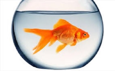 quote 003 χρυσόψαρο στη γυάλα.jpg