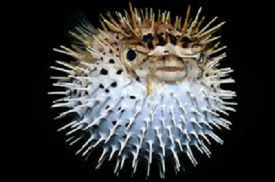 xaxa 024 μπαλονόψαρο.jpg