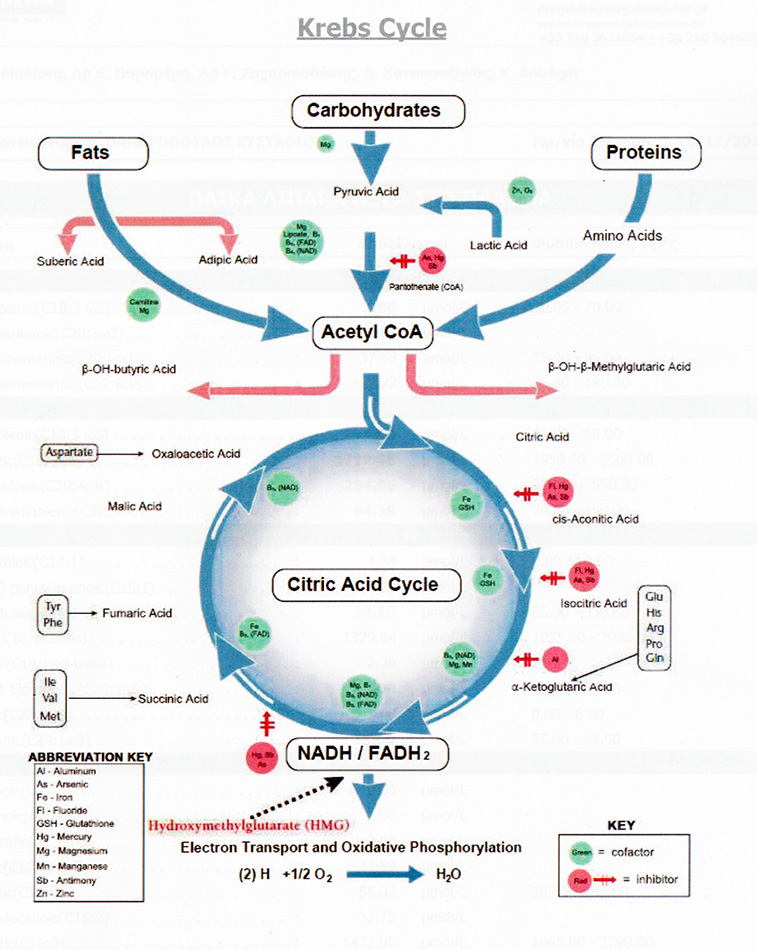 crebs-cycle.jpg