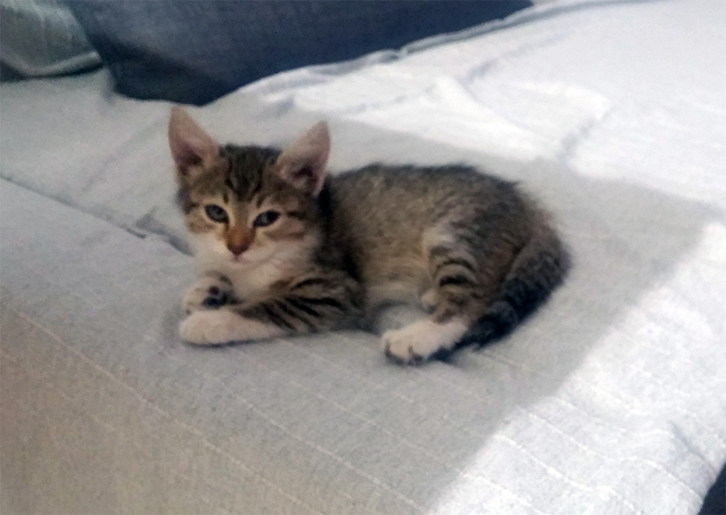 mitsi.jpg