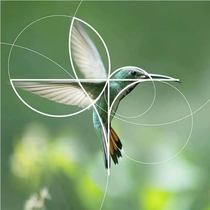 symmetry, elegance, and grace(1).jpg
