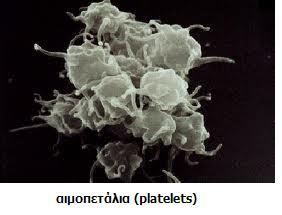 - platelets.JPG